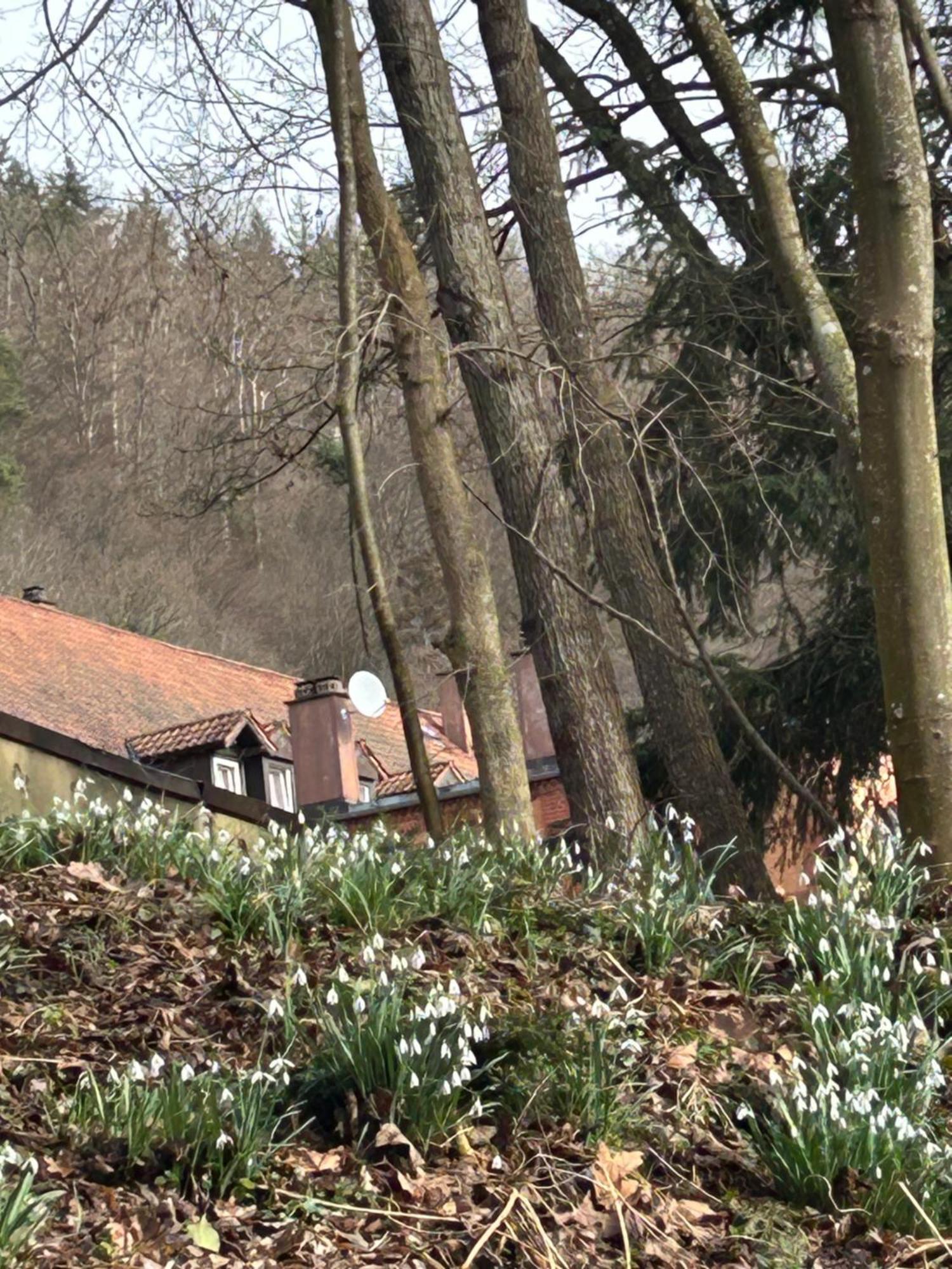 Villa Am Fluss Pforzheim Buitenkant foto